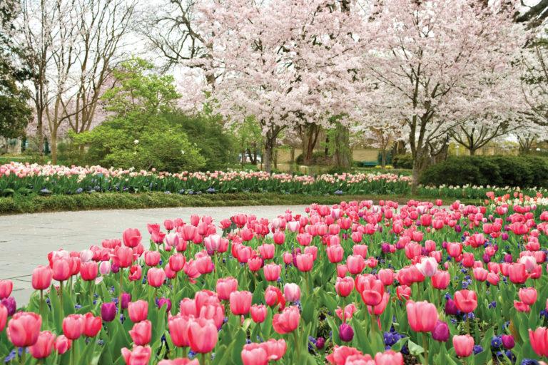 Dallas Arboretum and Botanical Garden: A Floral Masterpiece for Your Photoshoot